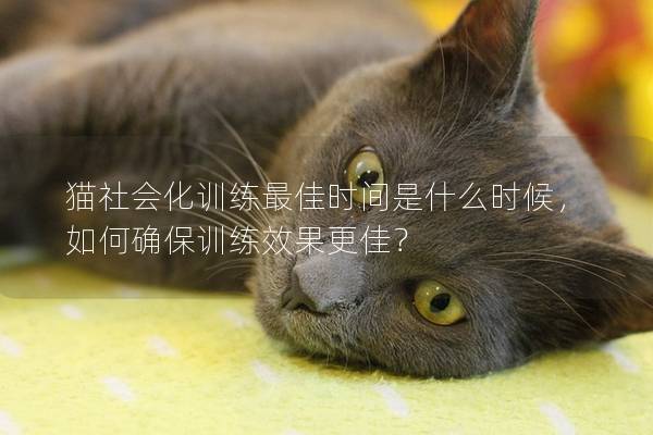 猫社会化训练最佳时间是什么时候，如何确保训练效果更佳？