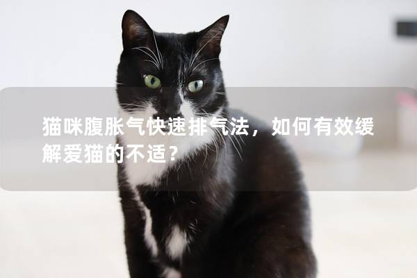 猫咪腹胀气快速排气法，如何有效缓解爱猫的不适？