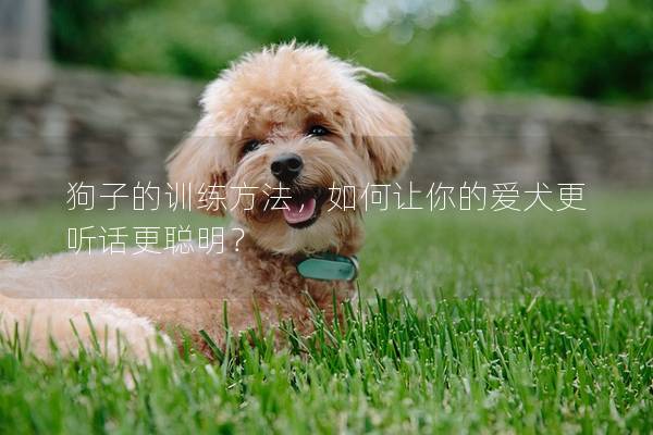 狗子的训练方法，如何让你的爱犬更听话更聪明？