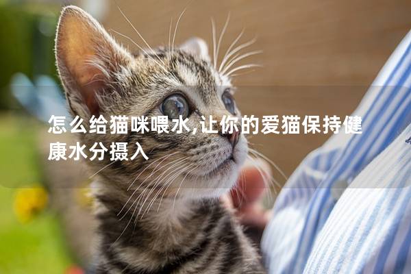 怎么给猫咪喂水,让你的爱猫保持健康水分摄入