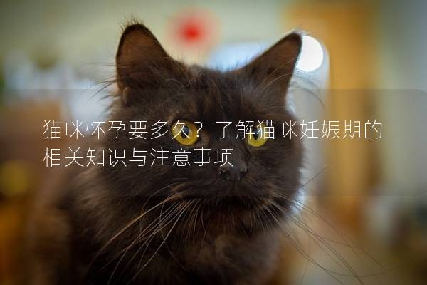 猫咪怀孕要多久？了解猫咪妊娠期的相关知识与注意事项