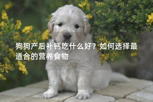 狗狗产后补钙吃什么好？如何选择最适合的营养食物