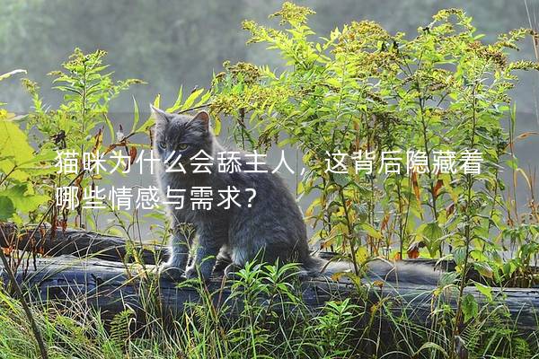 猫咪为什么会舔主人，这背后隐藏着哪些情感与需求？