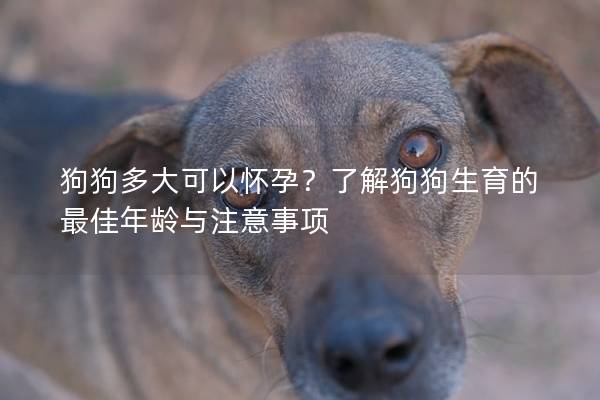 狗狗多大可以怀孕？了解狗狗生育的最佳年龄与注意事项