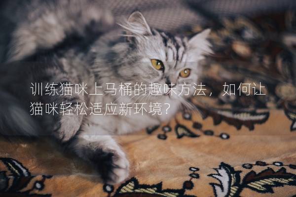 训练猫咪上马桶的趣味方法，如何让猫咪轻松适应新环境？