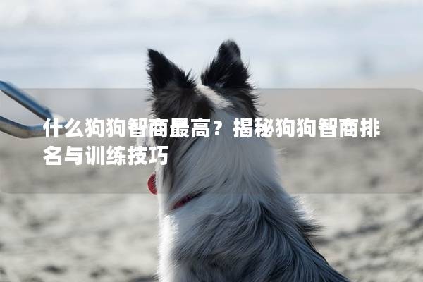 什么狗狗智商最高？揭秘狗狗智商排名与训练技巧