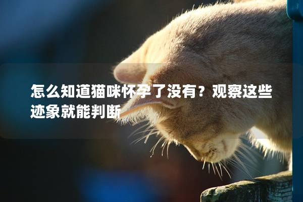 怎么知道猫咪怀孕了没有？观察这些迹象就能判断