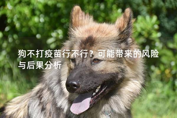 狗不打疫苗行不行？可能带来的风险与后果分析