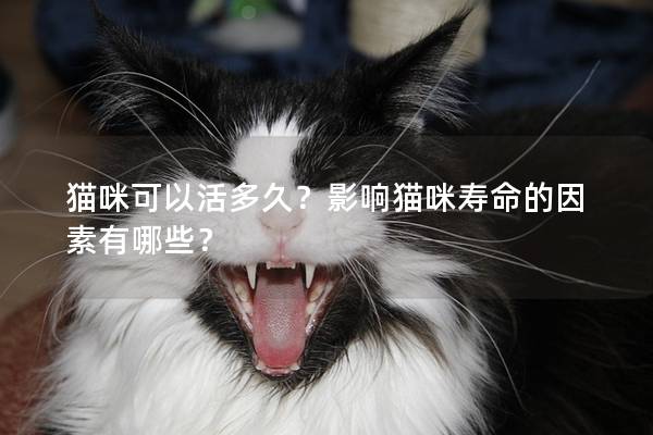 猫咪可以活多久？影响猫咪寿命的因素有哪些？