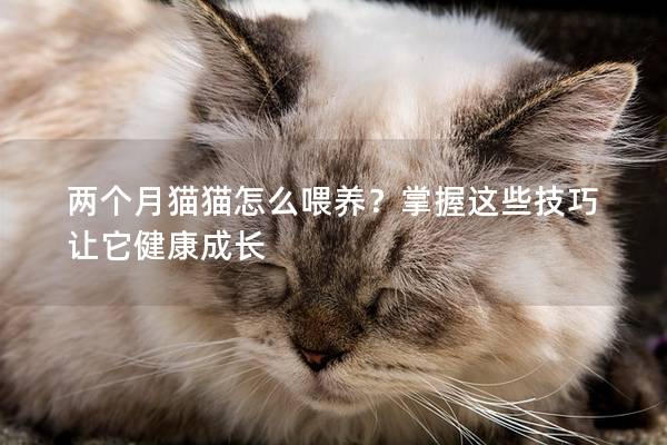 两个月猫猫怎么喂养？掌握这些技巧让它健康成长