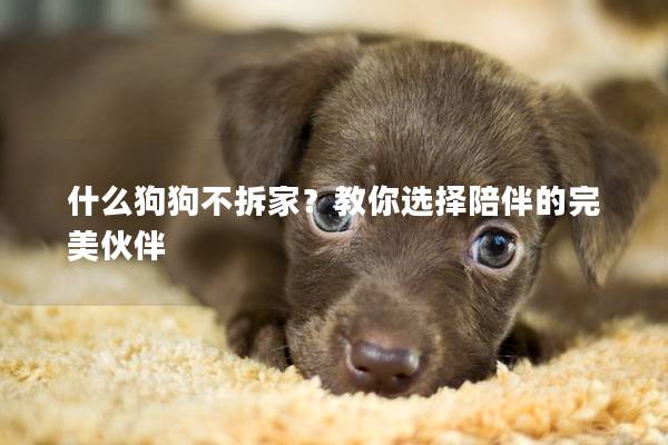 什么狗狗不拆家？教你选择陪伴的完美伙伴