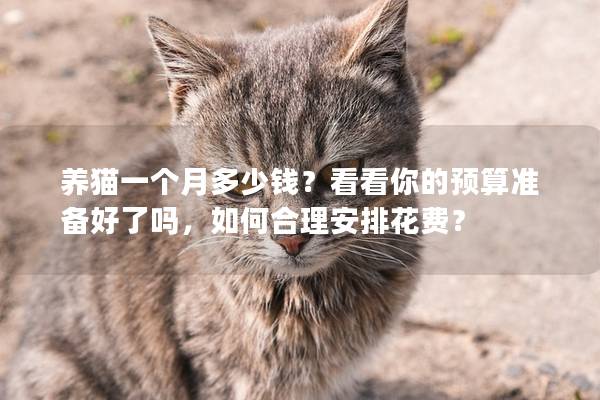 养猫一个月多少钱？看看你的预算准备好了吗，如何合理安排花费？