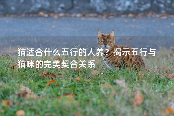 猫适合什么五行的人养？揭示五行与猫咪的完美契合关系