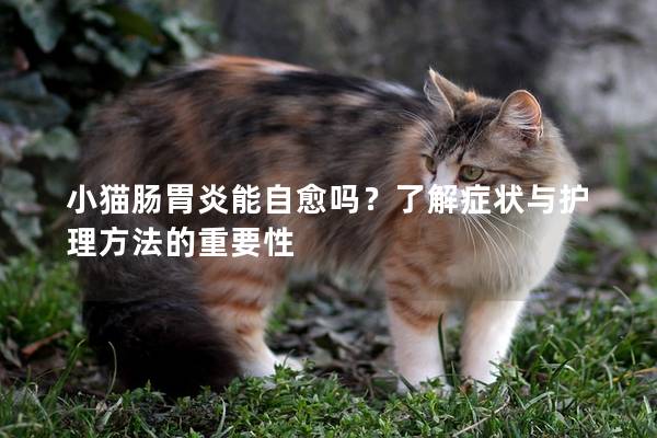 小猫肠胃炎能自愈吗？了解症状与护理方法的重要性