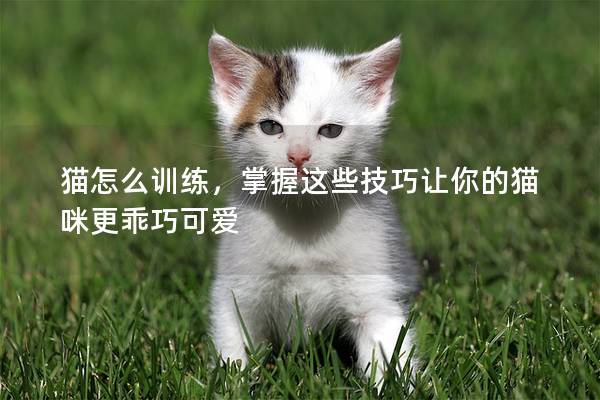 猫怎么训练，掌握这些技巧让你的猫咪更乖巧可爱