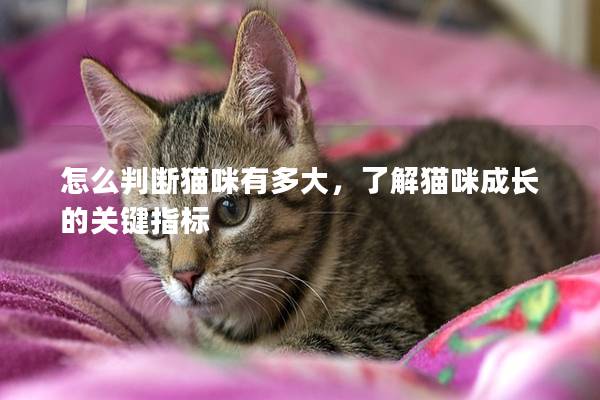 怎么判断猫咪有多大，了解猫咪成长的关键指标