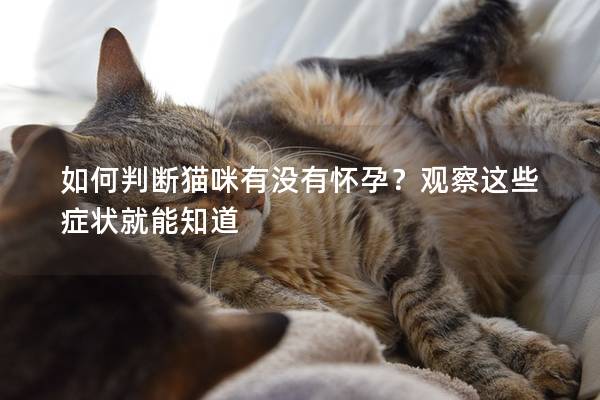 如何判断猫咪有没有怀孕？观察这些症状就能知道