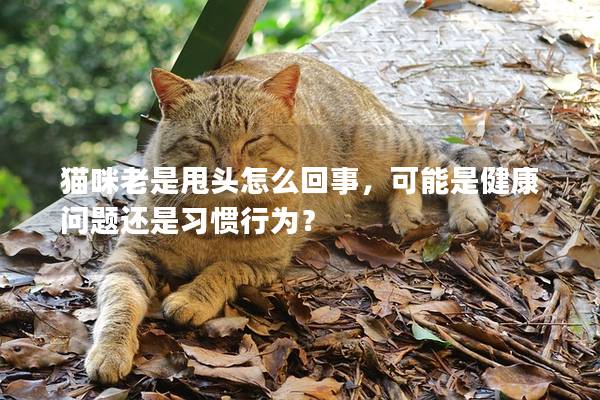 猫咪老是甩头怎么回事，可能是健康问题还是习惯行为？