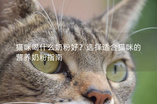 猫咪喝什么奶粉好？选择适合猫咪的营养奶粉指南