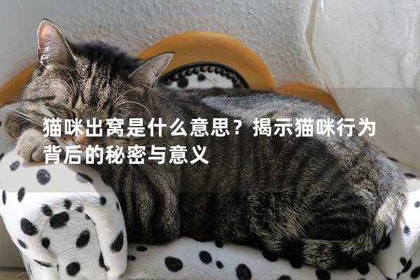 猫咪出窝是什么意思？揭示猫咪行为背后的秘密与意义