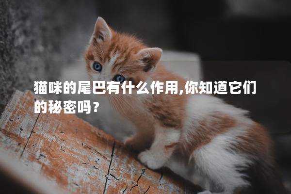 猫咪的尾巴有什么作用,你知道它们的秘密吗？