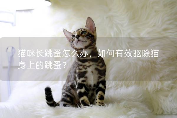 猫咪长跳蚤怎么办，如何有效驱除猫身上的跳蚤？