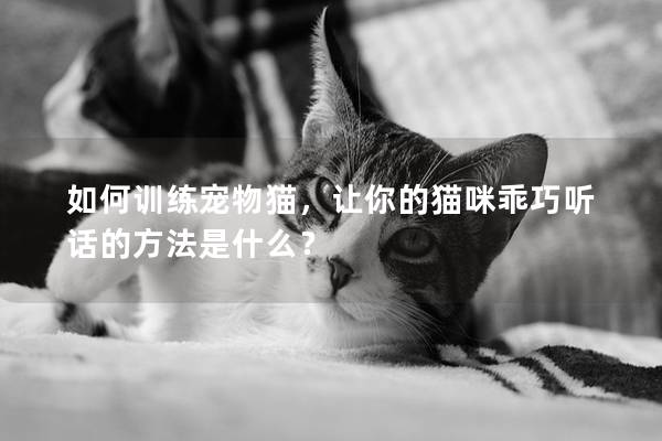 如何训练宠物猫，让你的猫咪乖巧听话的方法是什么？