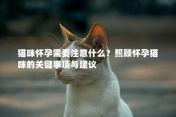 猫咪怀孕需要注意什么？照顾怀孕猫咪的关键事项与建议