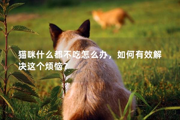 猫咪什么都不吃怎么办，如何有效解决这个烦恼？