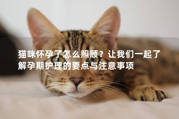 猫咪怀孕了怎么照顾？让我们一起了解孕期护理的要点与注意事项