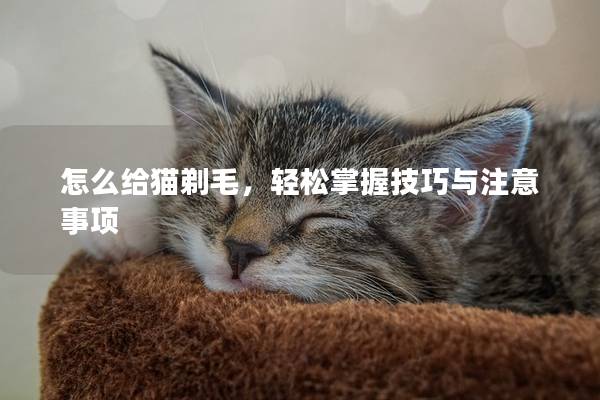 怎么给猫剃毛，轻松掌握技巧与注意事项