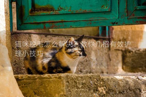 猫咪脱毛怎么解决？教你几招有效护理小技巧