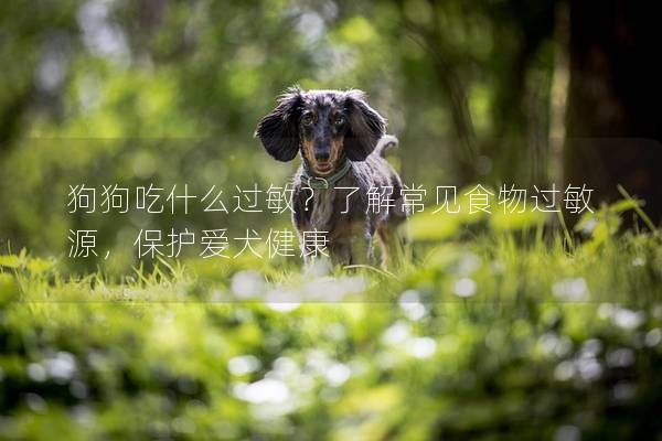 狗狗吃什么过敏？了解常见食物过敏源，保护爱犬健康