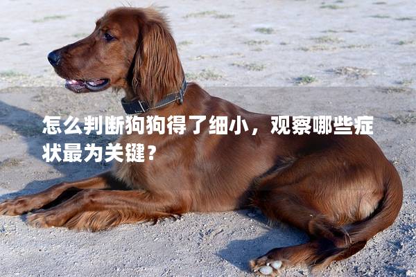 怎么判断狗狗得了细小，观察哪些症状最为关键？