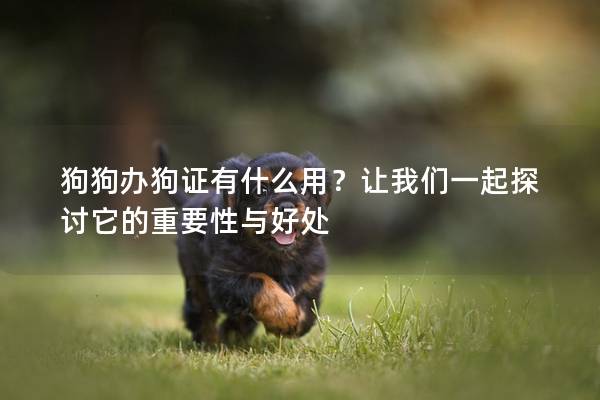 狗狗办狗证有什么用？让我们一起探讨它的重要性与好处