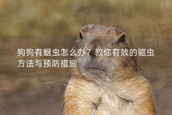 狗狗有蛔虫怎么办？教你有效的驱虫方法与预防措施