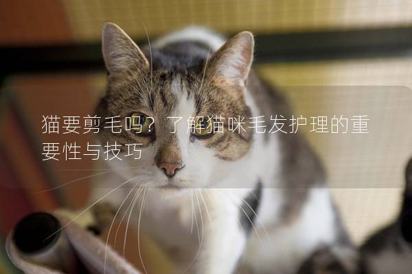 猫要剪毛吗？了解猫咪毛发护理的重要性与技巧