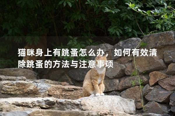 猫咪身上有跳蚤怎么办，如何有效清除跳蚤的方法与注意事项