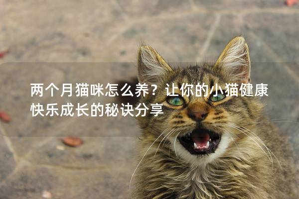 两个月猫咪怎么养？让你的小猫健康快乐成长的秘诀分享