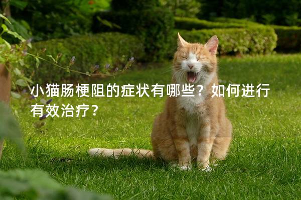 小猫肠梗阻的症状有哪些？如何进行有效治疗？