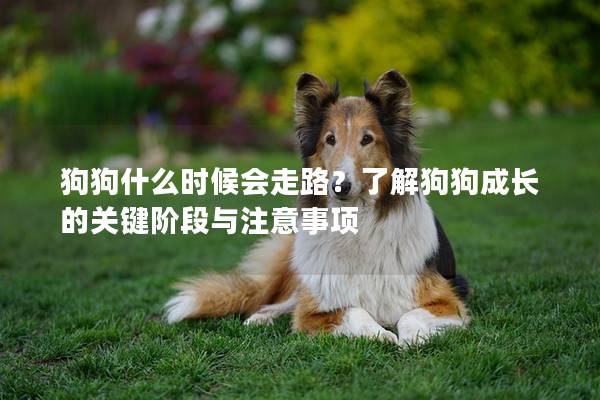 狗狗什么时候会走路？了解狗狗成长的关键阶段与注意事项