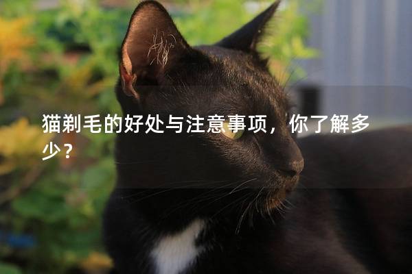 猫剃毛的好处与注意事项，你了解多少？