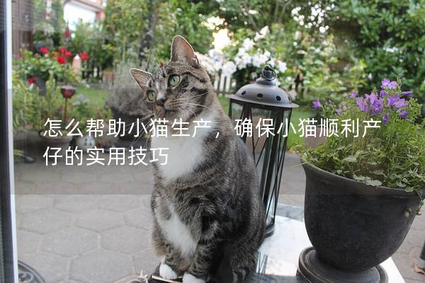 怎么帮助小猫生产，确保小猫顺利产仔的实用技巧