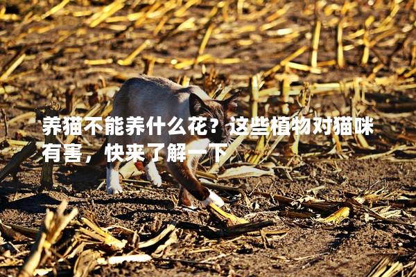 养猫不能养什么花？这些植物对猫咪有害，快来了解一下