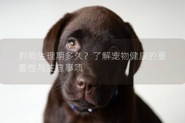 狗狗生理期多久？了解宠物健康的重要性与注意事项