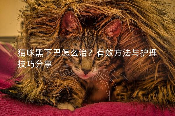 猫咪黑下巴怎么治？有效方法与护理技巧分享