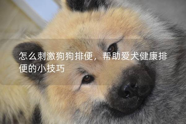 怎么刺激狗狗排便，帮助爱犬健康排便的小技巧