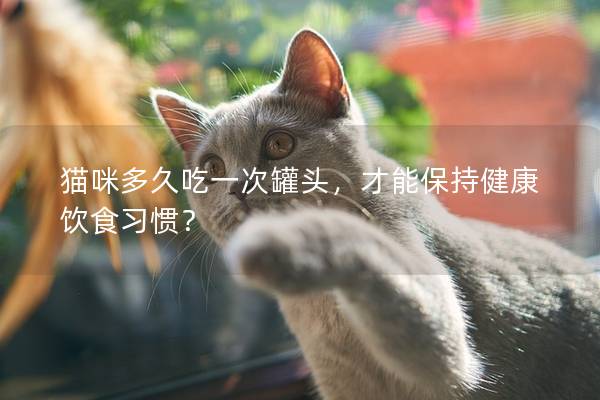 猫咪多久吃一次罐头，才能保持健康饮食习惯？