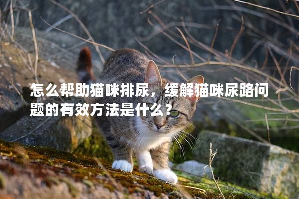 怎么帮助猫咪排尿，缓解猫咪尿路问题的有效方法是什么？