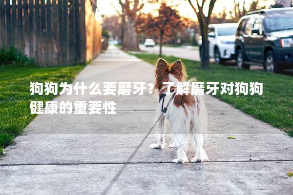 狗狗为什么要磨牙？了解磨牙对狗狗健康的重要性